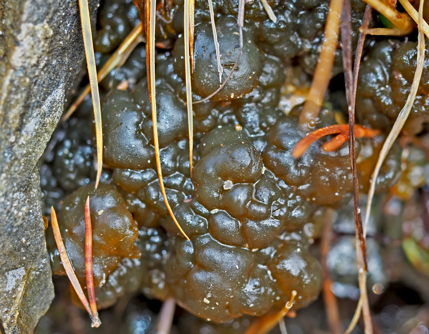 Erstaunliche Formen am immer tropfenden Felsen (Foto 4, 5+6). - Quelles sont ces formes étranges?