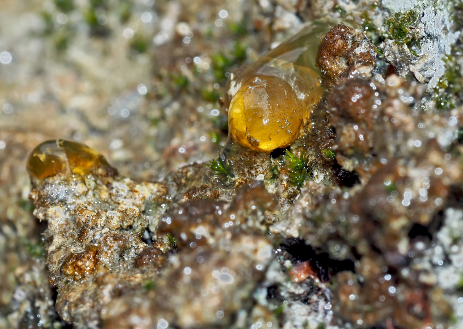 Erstaunliche Formen am immer tropfenden Felsen. - Quelles sont ces formes étranges?