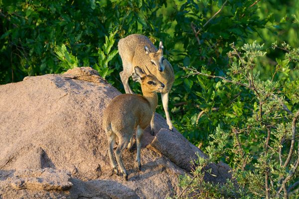 Erstaunliche Klippspringer