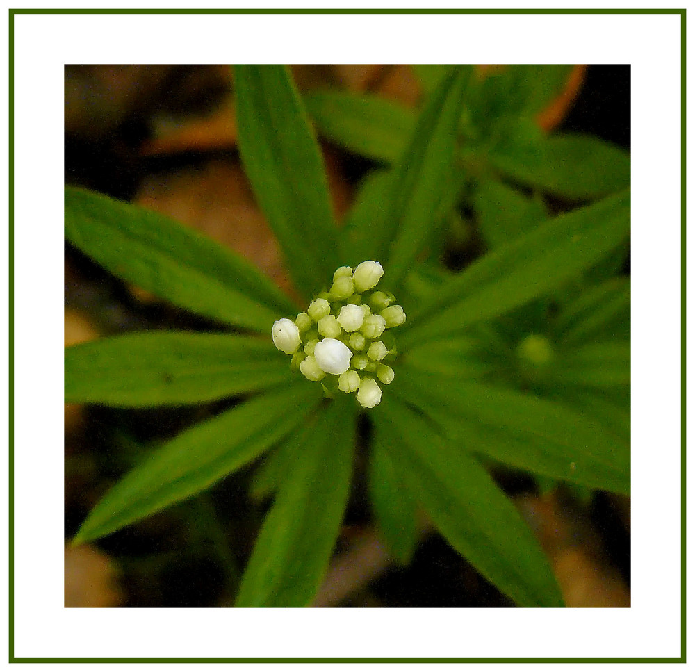 Erstaunlicher Waldmeister