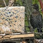 "Erstaunte Amsel über den XXXXL - Futterklotz, Marke Meisenknödel"