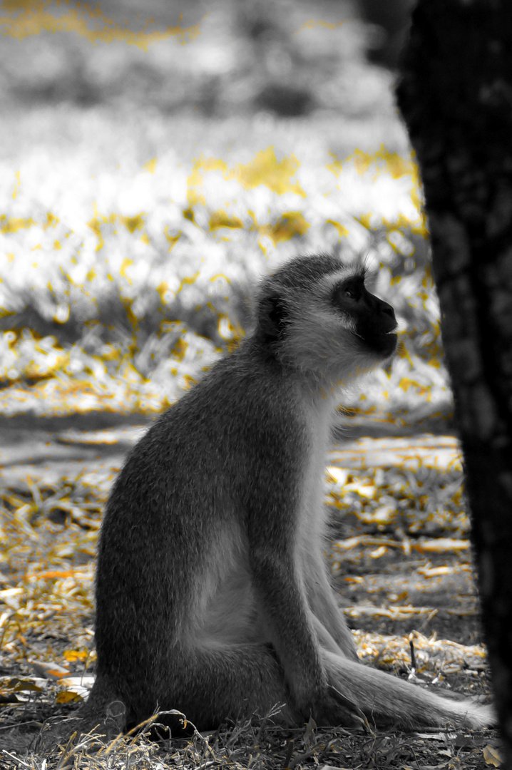 erstaunte Meerkatze