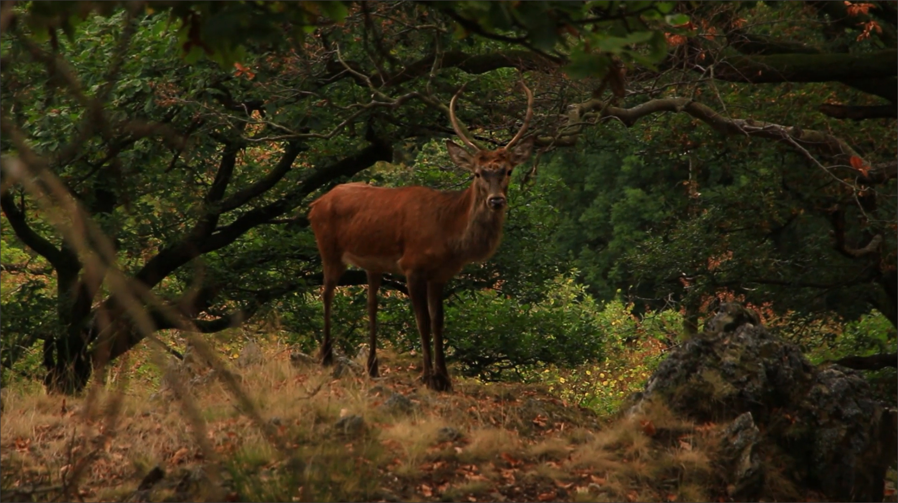 erstaunter Hirsch