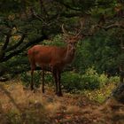 erstaunter Hirsch