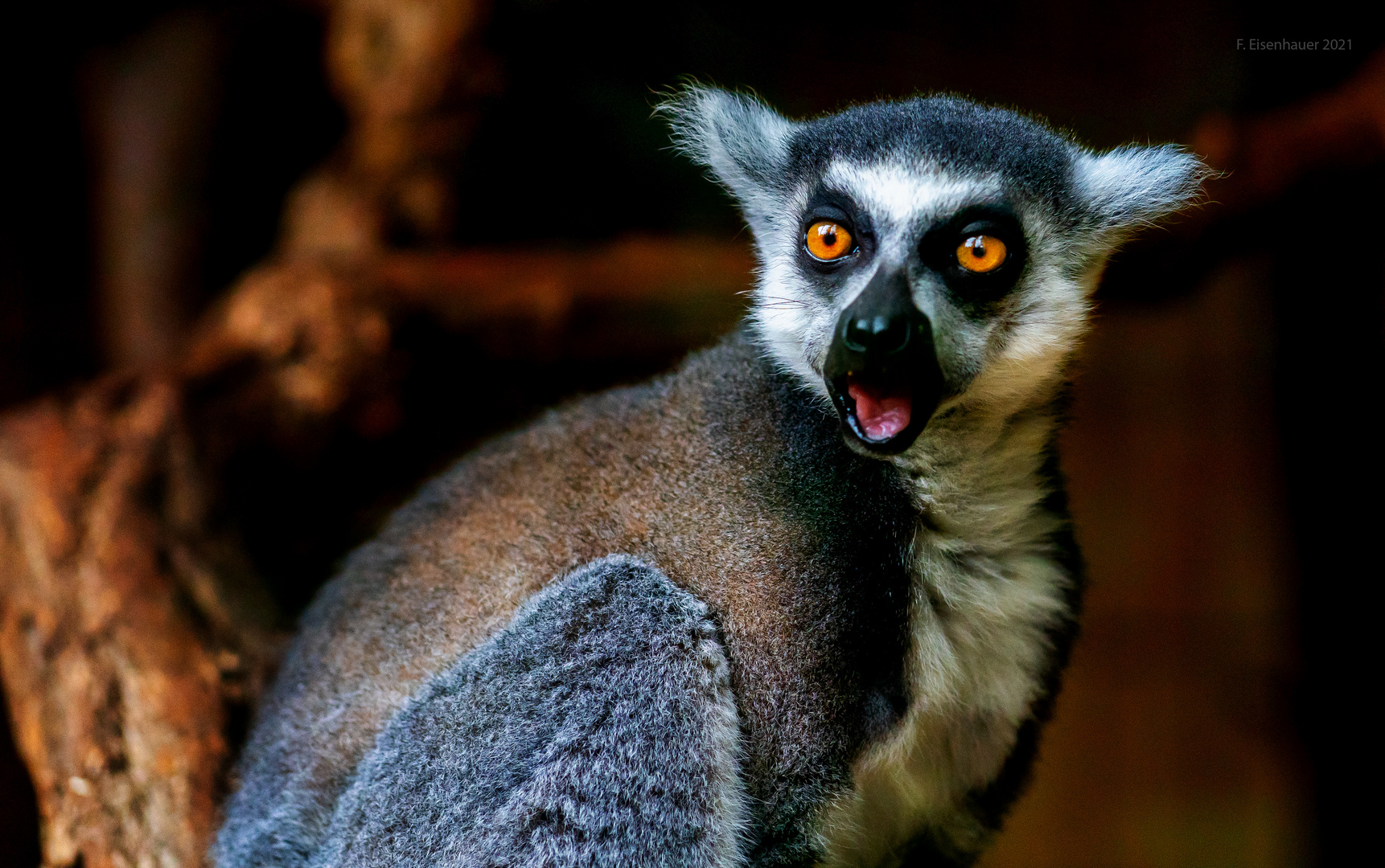 Erstaunter Lemur (Katta)