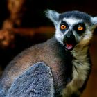 Erstaunter Lemur (Katta)