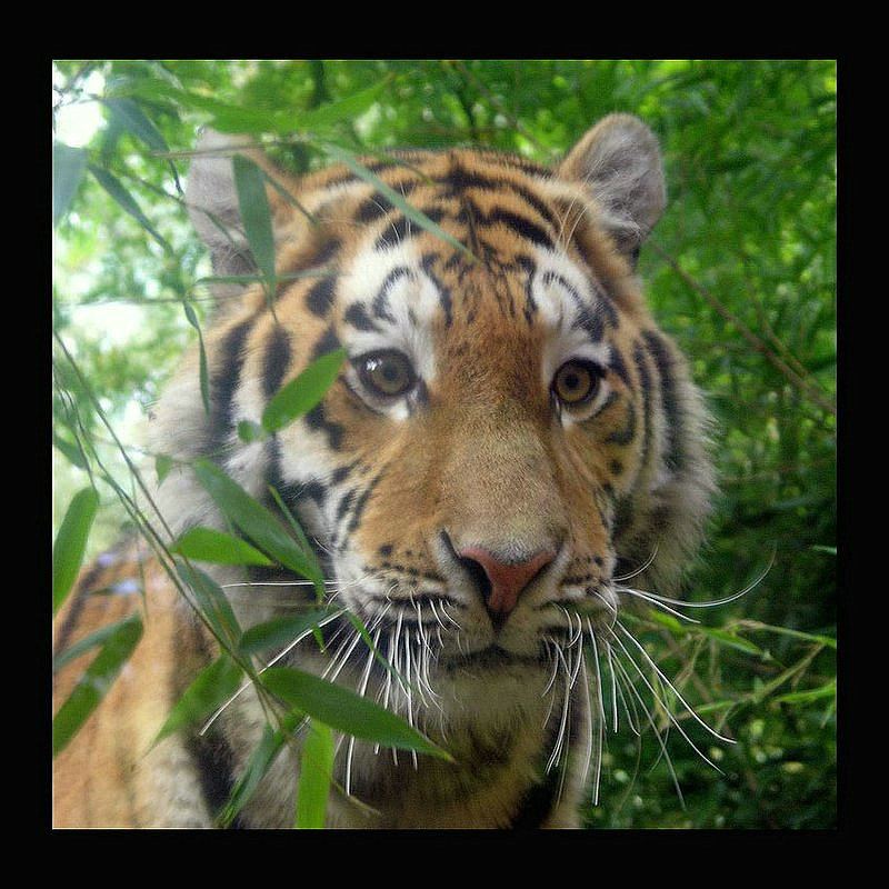 erstaunter Tiger