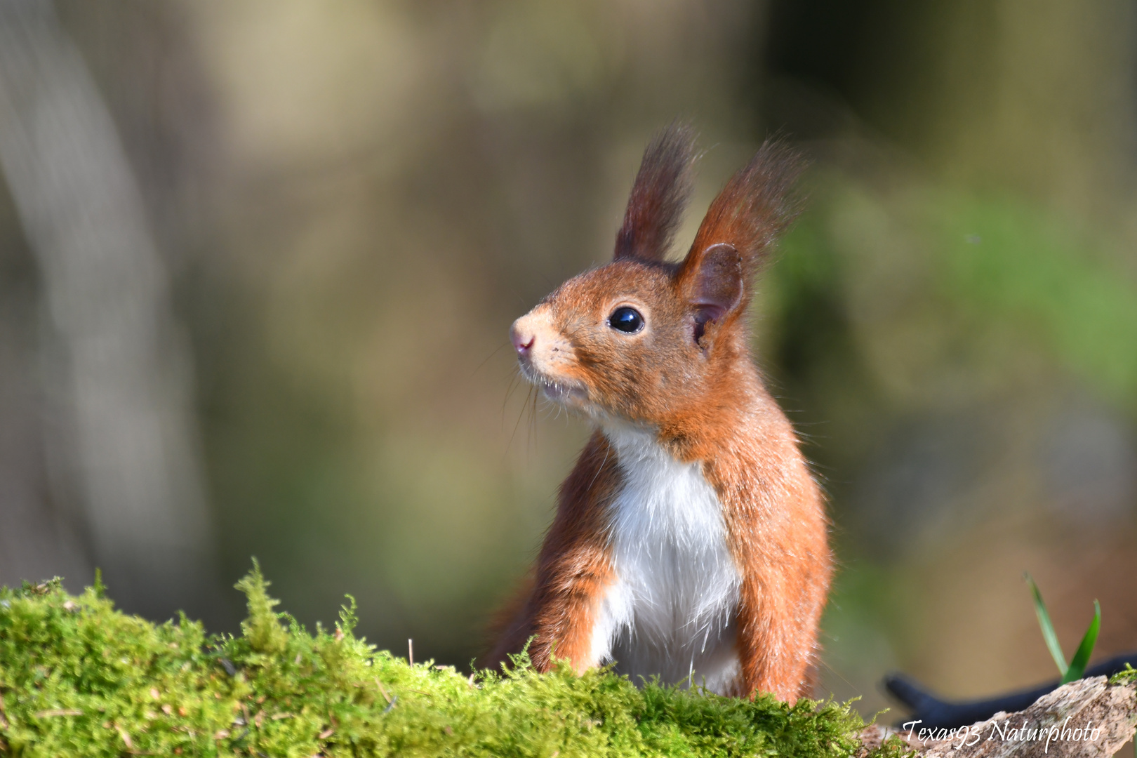 Erstauntes Eichhörnchen