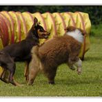 Erste Agility-Albernheiten..........