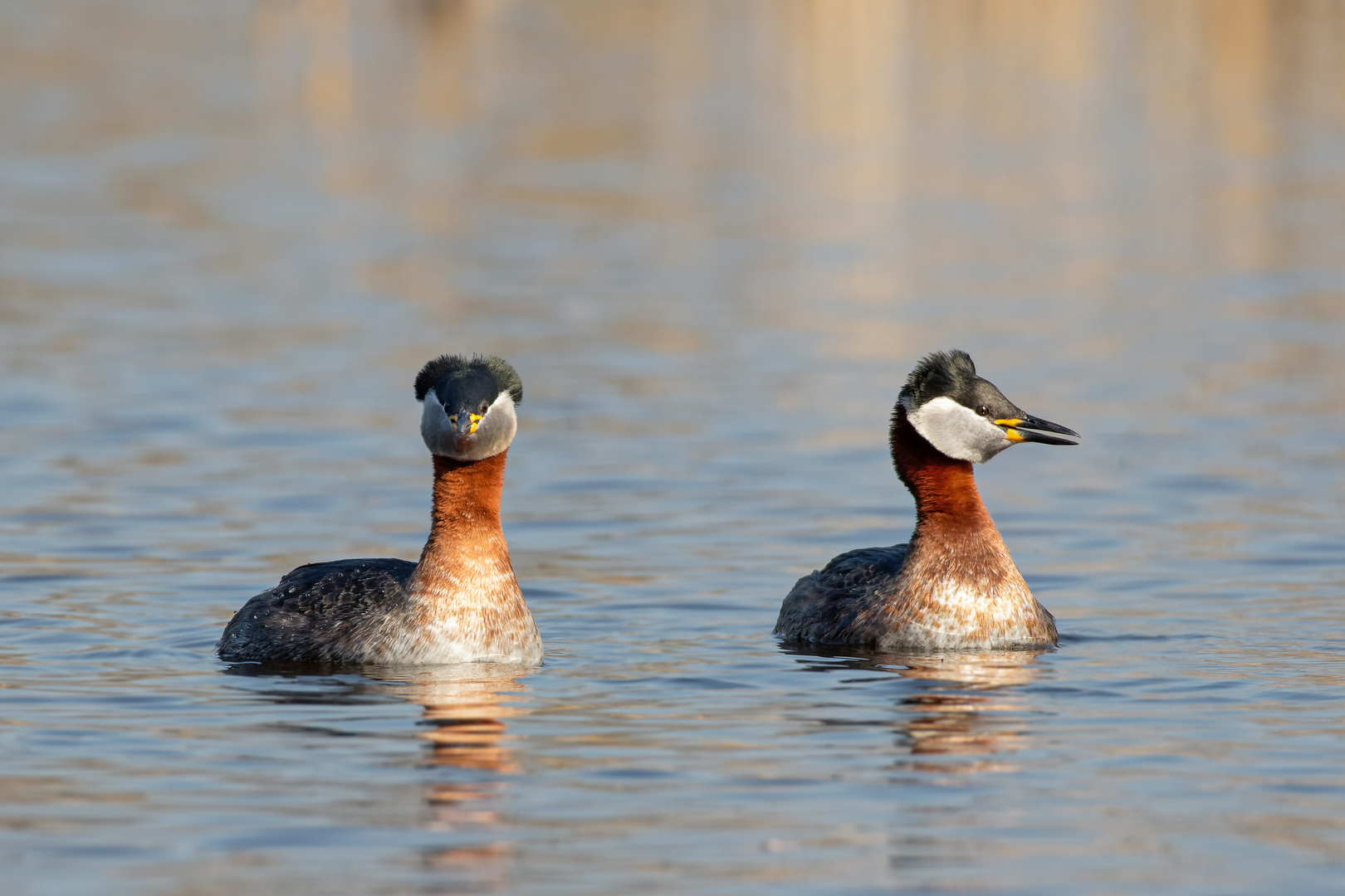 erste Annäherungsversuche Foto & Bild wasser, frühling, teich Bilder