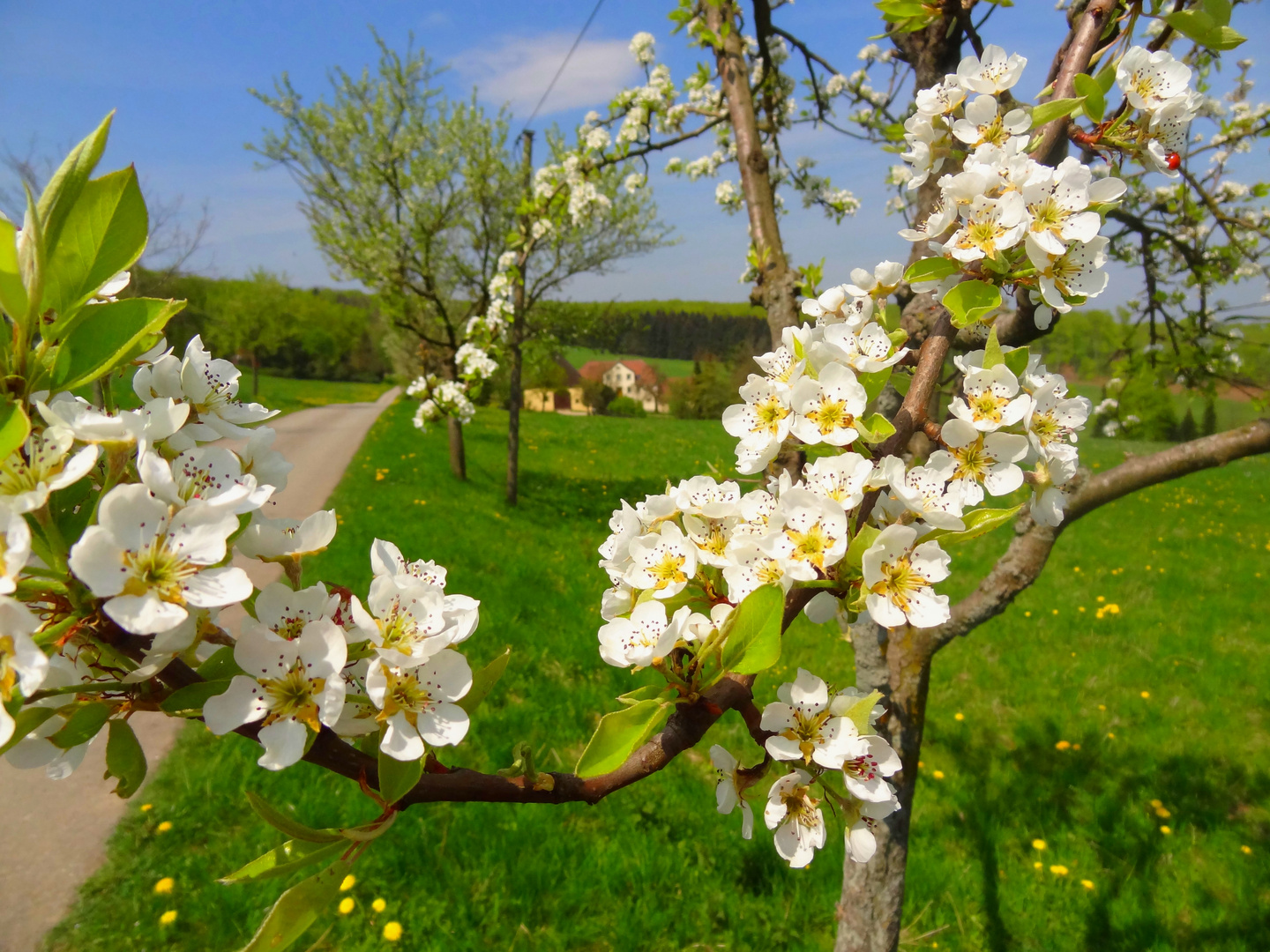 Erste Ansiedlung Driburgs - Gut Knochen