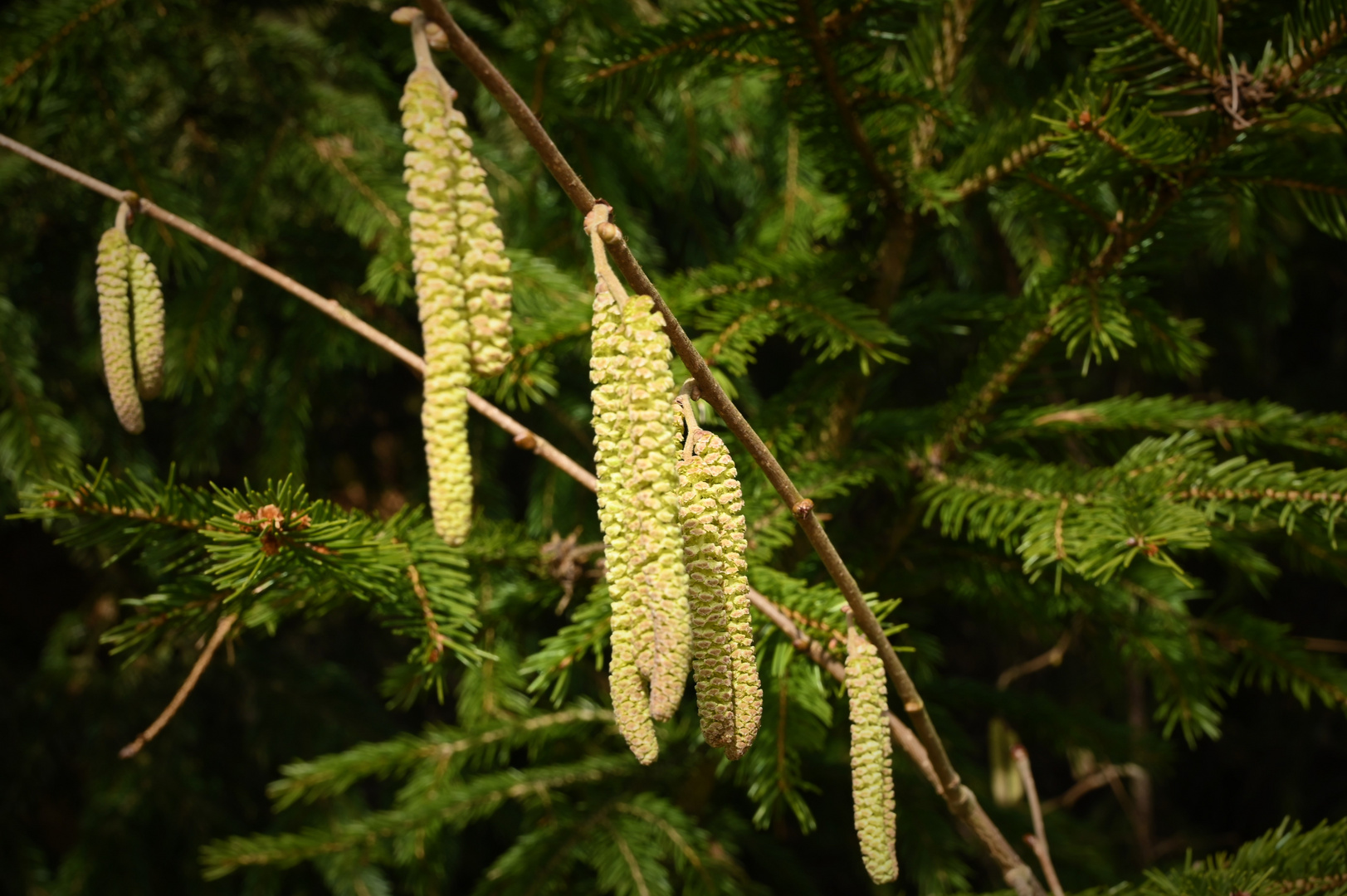 Erste Anzeichen des Frühlings