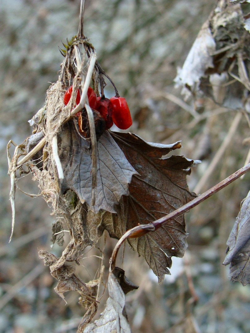 erste Anzeichen von Herbst