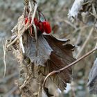 erste Anzeichen von Herbst