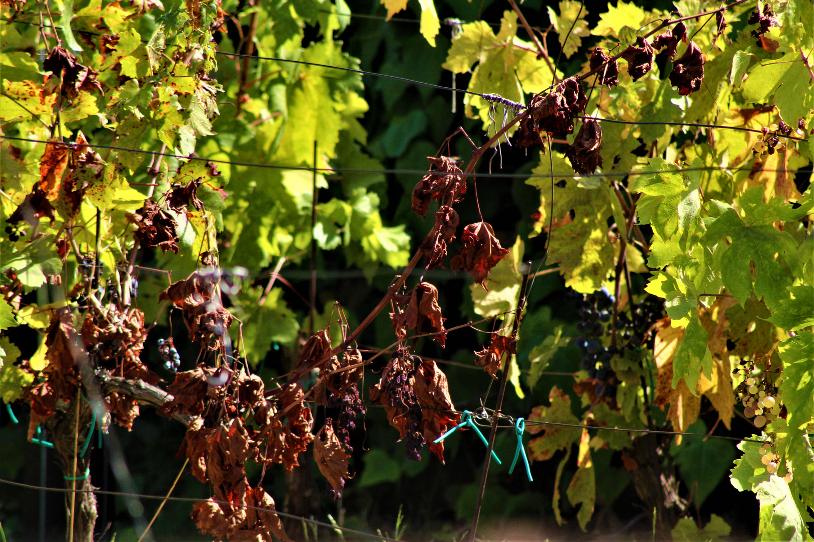 erste Anzeichen von Herbst 