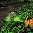 Erste Anzeichen von Herbst