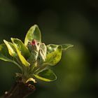 ...erste Apfelblüten...