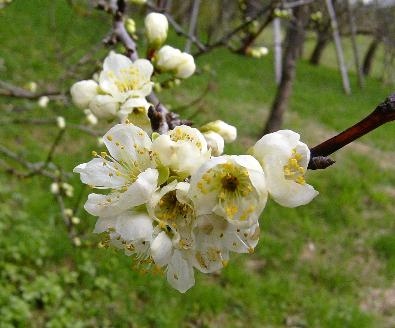 erste Apfelblüten im Remstal