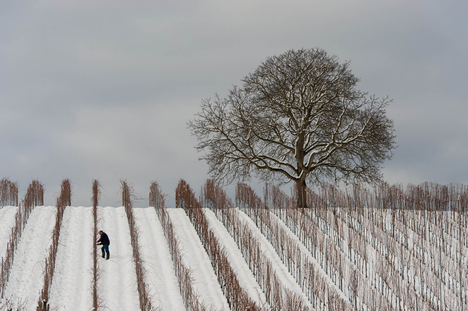 Erste Arbeit in den Weinbergen