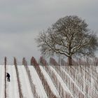 Erste Arbeit in den Weinbergen