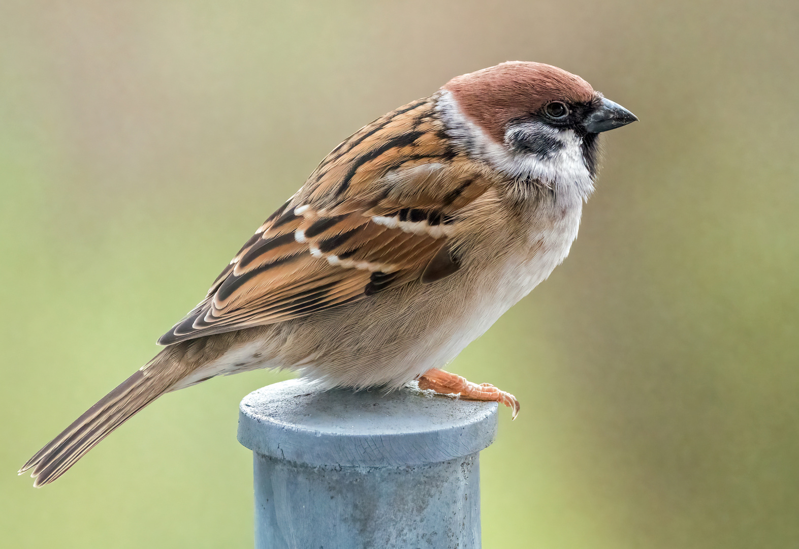 "Erste Aufnahme mit dem Olympus 100-400er"