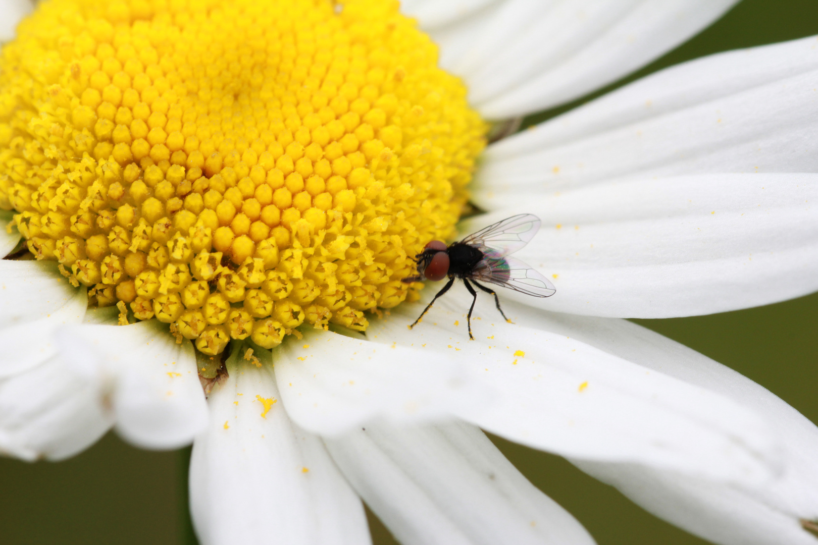 Erste Aufnahme mit meinen neuen Macro