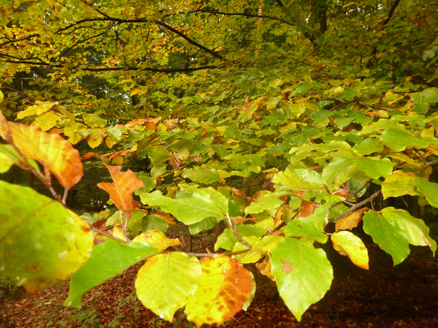 Erste Aufnahmen im Herbst 2013