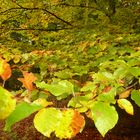 Erste Aufnahmen im Herbst 2013