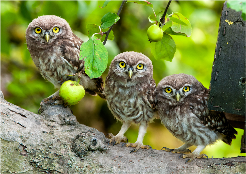 Erste Ausflüge der Steinkäuzchen