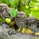 Erste Ausflüge der Steinkäuzchen