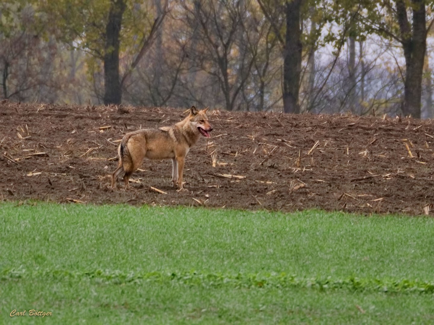 Erste Begegnung mit dem Wolf