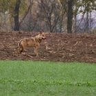 Erste Begegnung mit dem Wolf