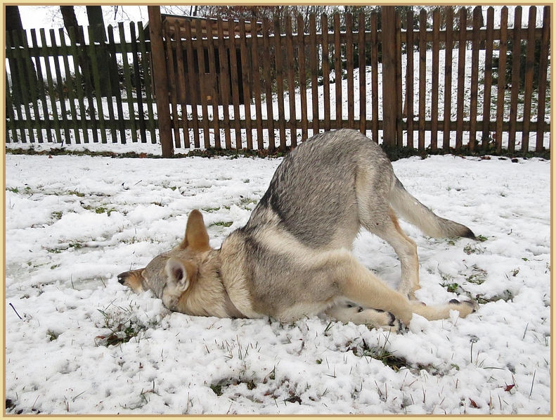 erste Bekanntschaft mit dem Schnee gestern