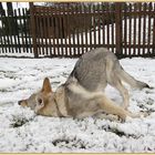 erste Bekanntschaft mit dem Schnee gestern