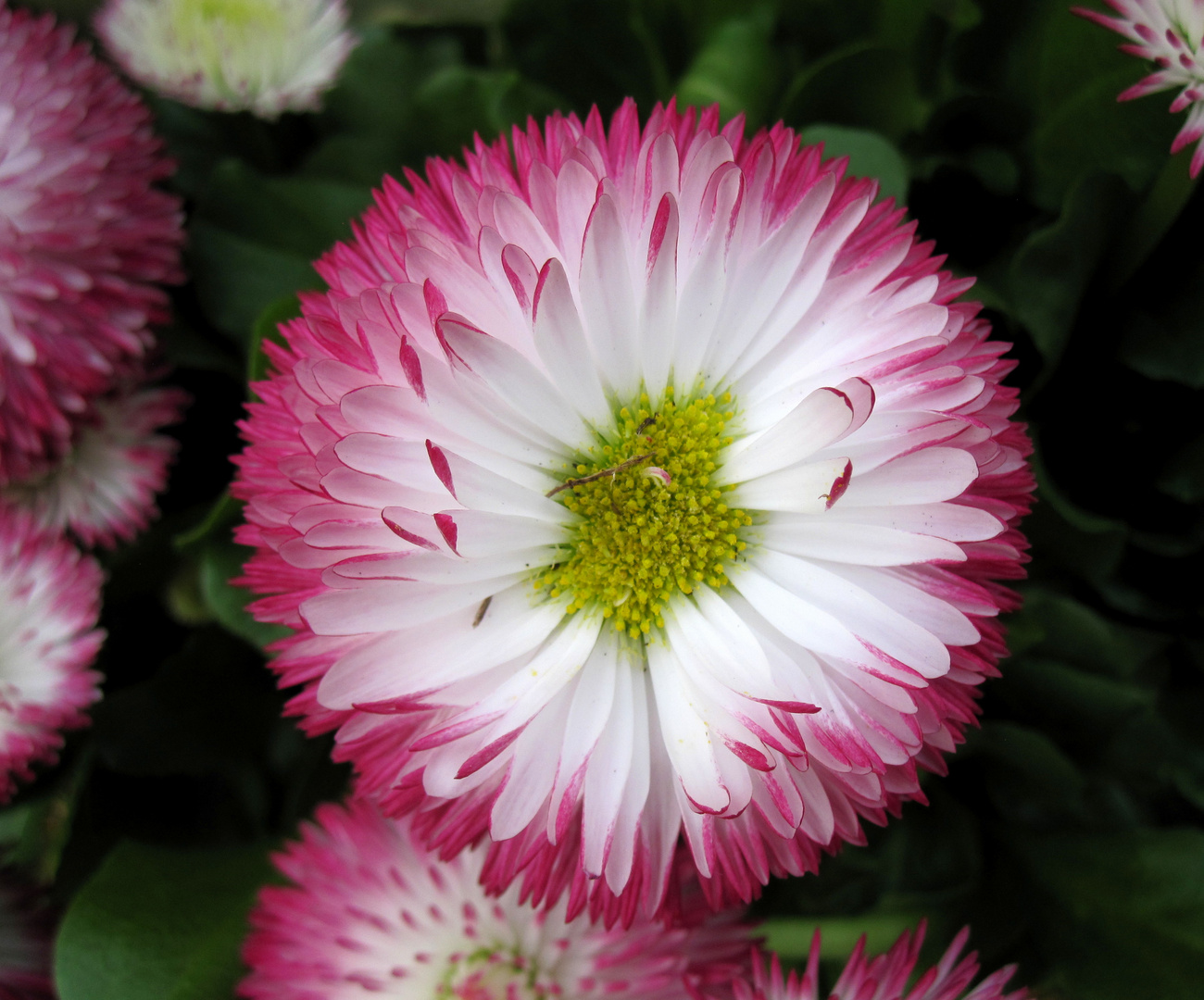 Erste Bellis im Garten