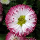 Erste Bellis im Garten