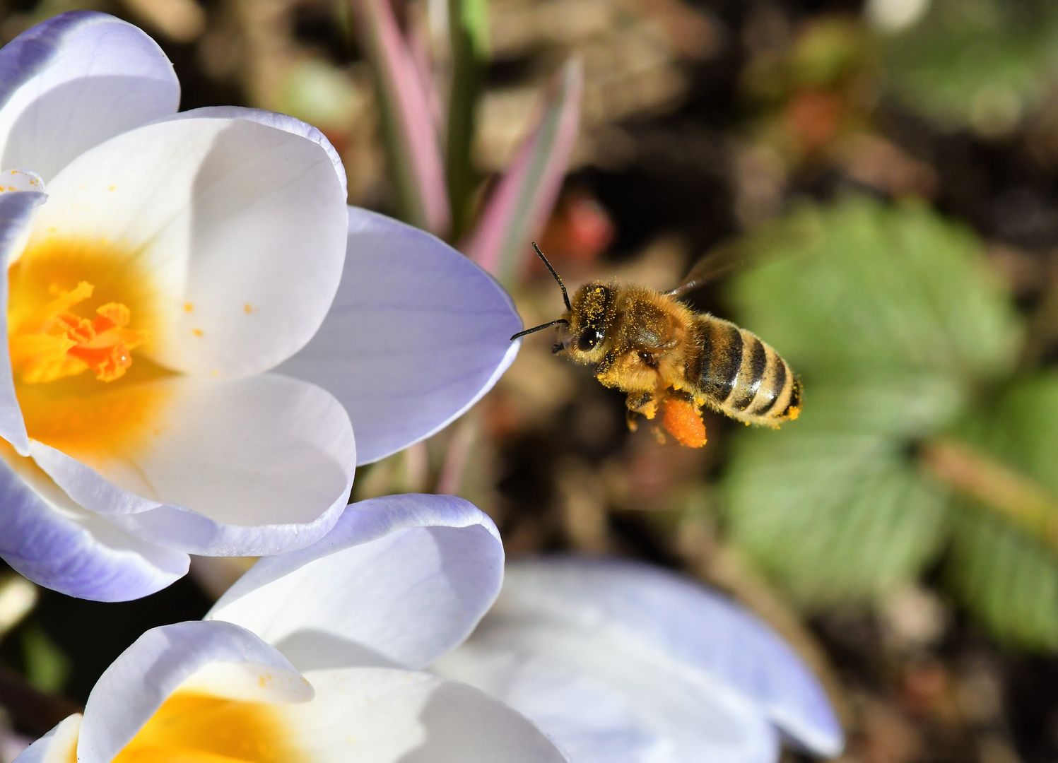 Erste Biene im Garten 