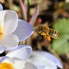 Erste Biene im Garten 