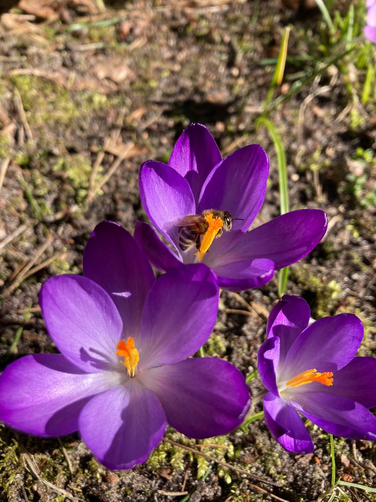 Erste Biene in diesem Frühjahr...