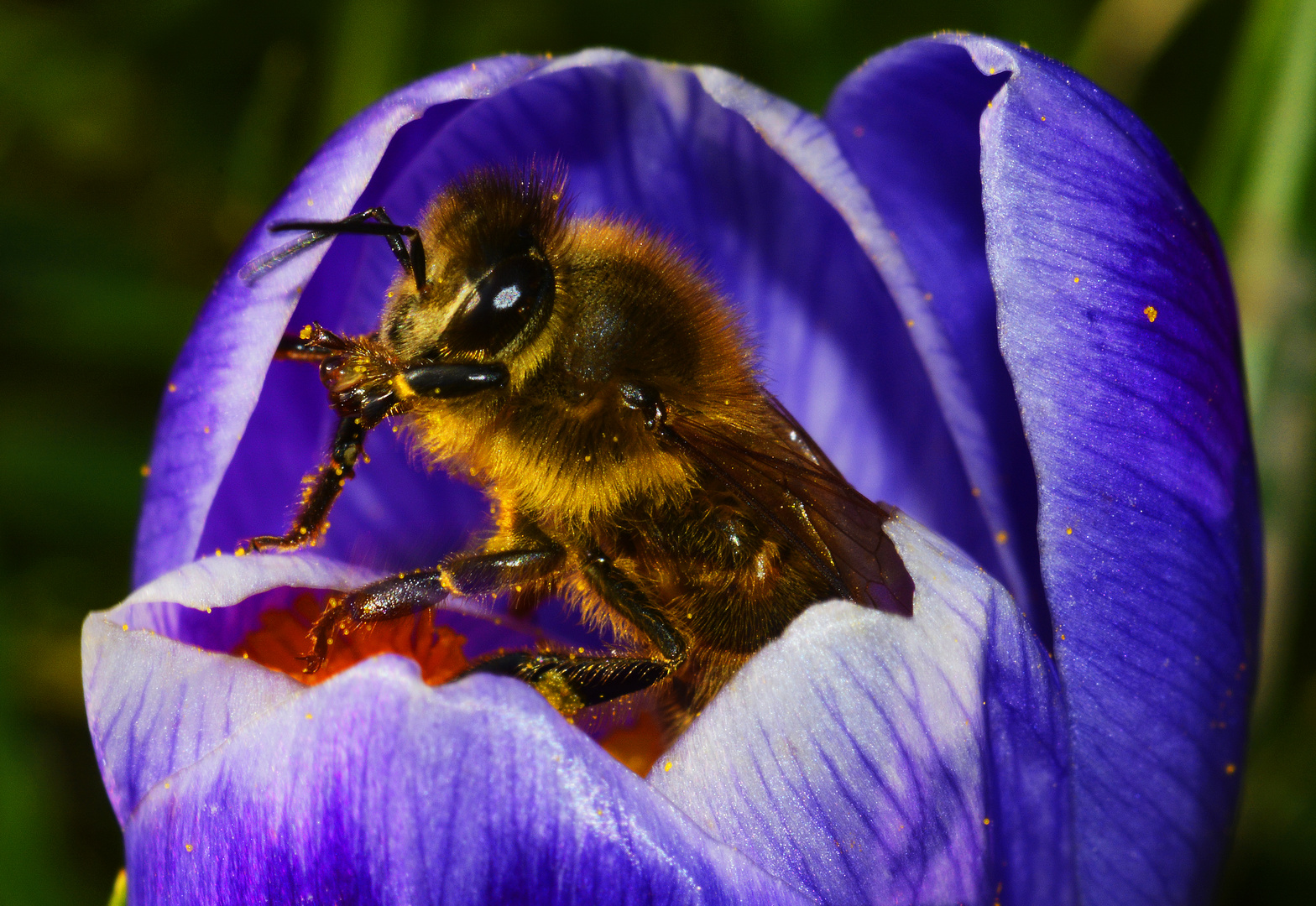 erste Biene in früher Krokusblüte