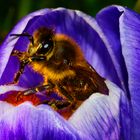 erste Biene in früher Krokusblüte