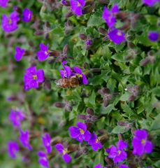 erste Bienen