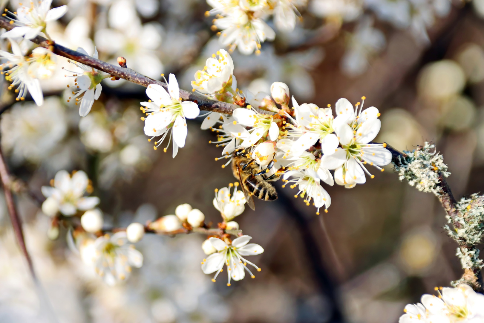 erste Bienen