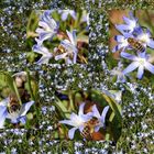 erste Bienen auf Frühlingswiese