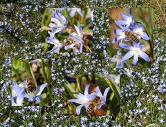 erste Bienen auf Frühlingswiese