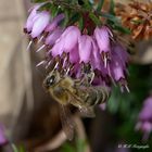 Erste Bienen heute