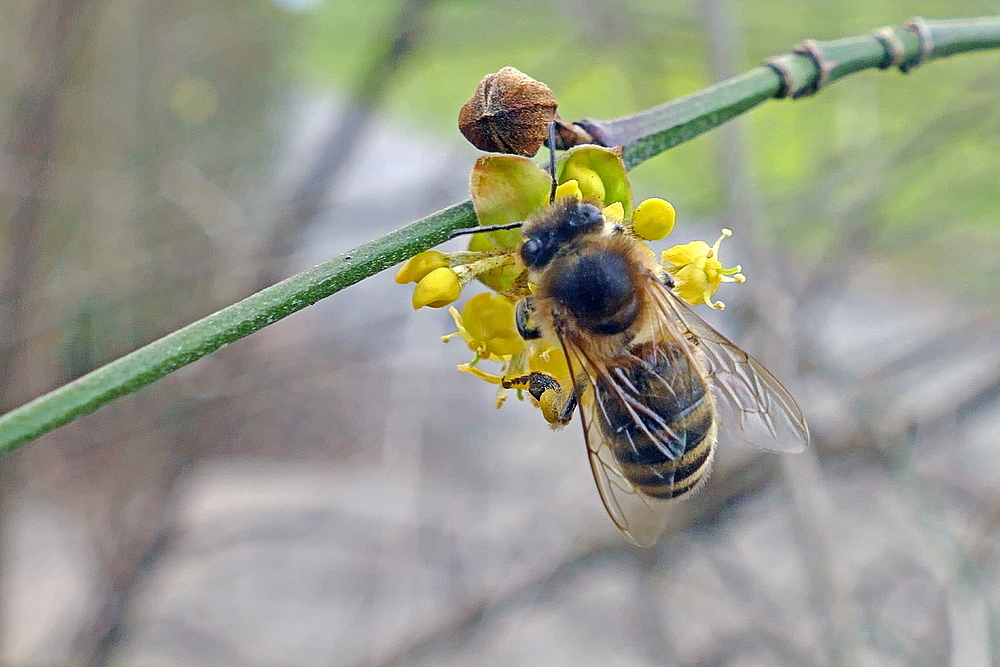 erste Bienenbegegnung in diesem Jahr