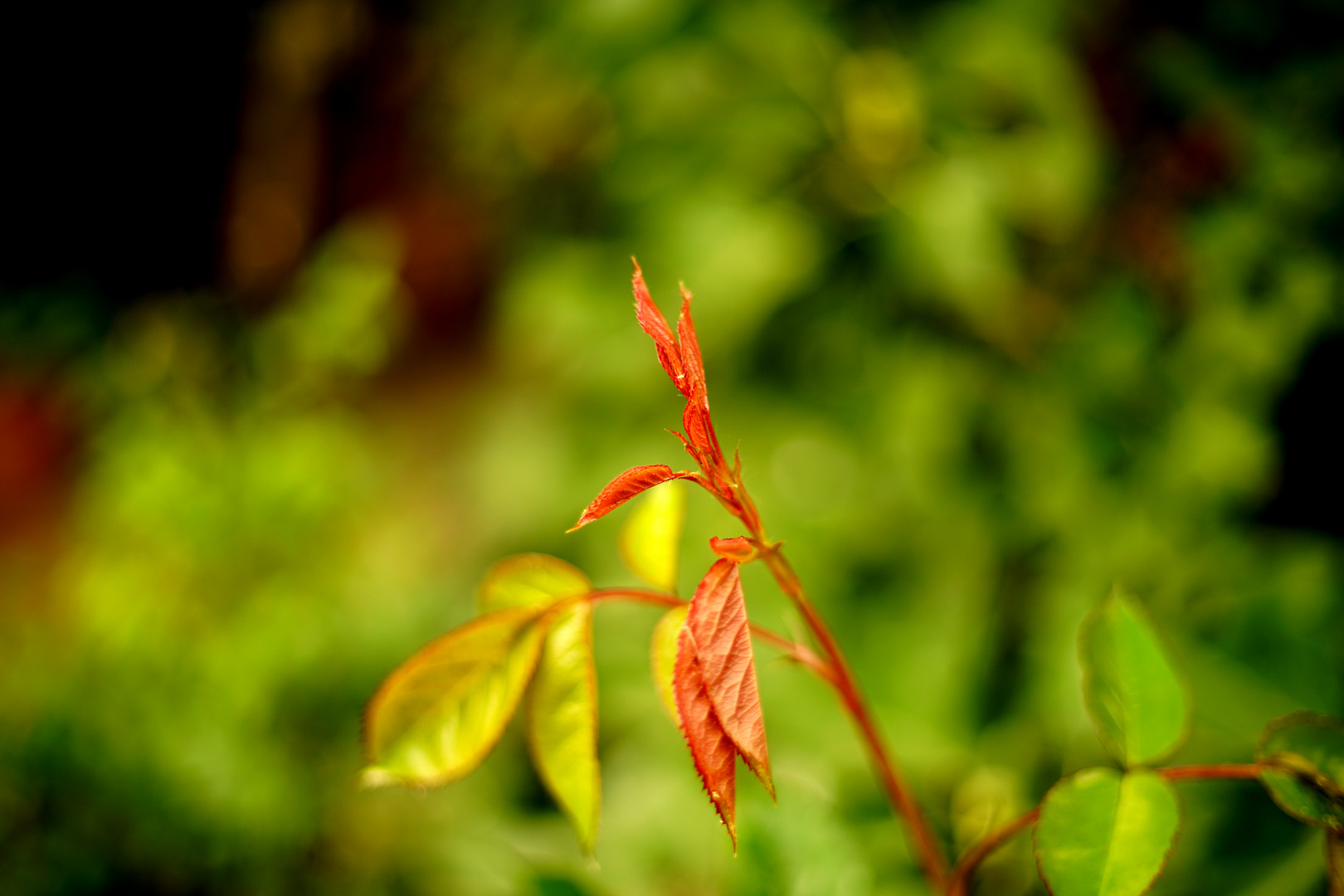 erste Bilder mit dem 50mm 1,8 an der Sony ;o) 