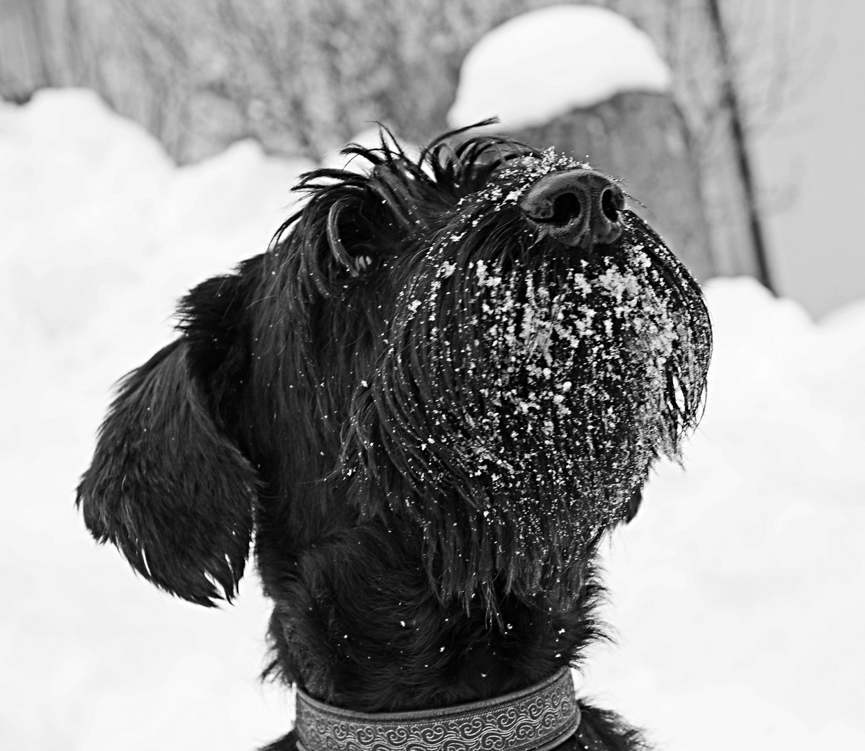 ..erste Bilder vom Yeti ( oder ist es doch ein Riesenschnautzer der auf den Schneeball wartet !? )