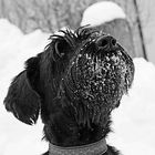 ..erste Bilder vom Yeti ( oder ist es doch ein Riesenschnautzer der auf den Schneeball wartet !? )